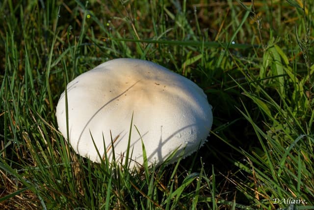 Agaric champêtre dans un parc urbain