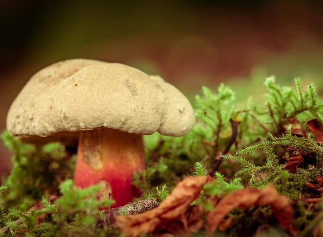 Bolet à pied rouge dans une forêt francilienne