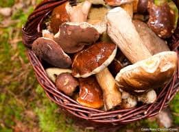 champignon dans un panier