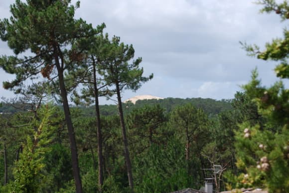 Vue panoramique de la forêt de Fontainebleau avec des champignons au premier plan