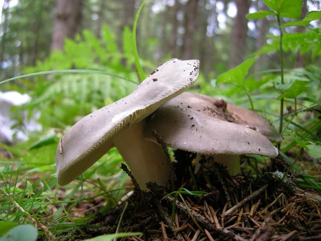 Russule charbonnière dans une forêt francilienne